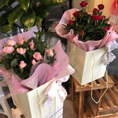 Romance in Bloom Rose Plant