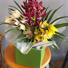 Vivid Orchid Harmony