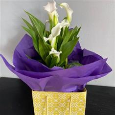 Elegant White Calla Lily Delight