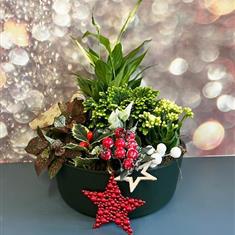 Merry Rooted
