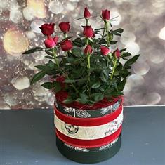 Yuletide Buds