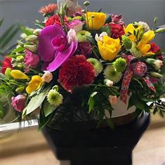Bloomiverse