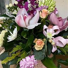 Orchid Serenade