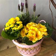 Cheerful Planted Basket