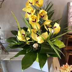 Yellow Cymbidium Orchids