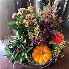 Pumpkin Patch Delight