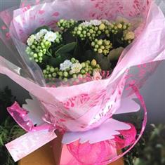 Kalanchoe Buds
