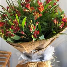 Crimson Alstroemeria
