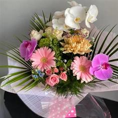 Palmetto Blush