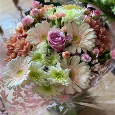 Blush Beauty