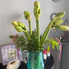 Tall Amaryllis