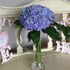 Hydrangea Glow